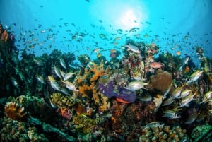 Bali: 3-dniowa prywatna wycieczka Gili Islands Snorkel Tour z hotelem