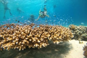 Von Bali aus: Privat Gili Islands Schnorcheln All-Inclusive