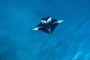 From Bali: Snorkeling 3 Spots with GoPro & West Penida Tour