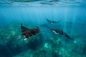 From Bali: Snorkeling 3 Spots with GoPro & West Penida Tour
