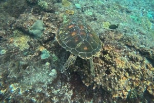 From Bali: Snorkeling 3 Spots with GoPro & West Penida Tour