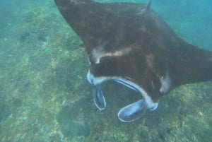From Bali: Snorkeling 3 Spots with GoPro & West Penida Tour
