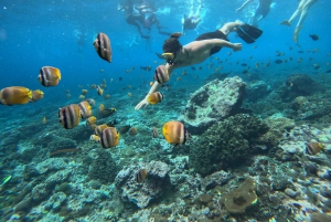 From Bali: Snorkeling at Manta Point Nusa Penida & Land Tour