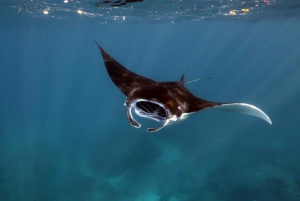 From Bali: Snorkeling at Manta Point Nusa Penida & Land Tour