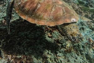 Desde Bali: esnórquel en Manta Point Nusa Penida y tour terrestre