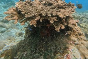 Desde Bali: esnórquel en Manta Point Nusa Penida y tour terrestre