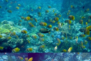 From Bali: 3 Snorkeling Spots Tour to Lembongan and Penida