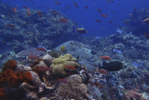 From Bali: 3 Snorkeling Spots Tour to Lembongan and Penida