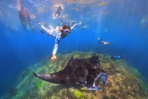 Von Bali aus: Schwimmen mit Manta-Rochen in Nusa Penida