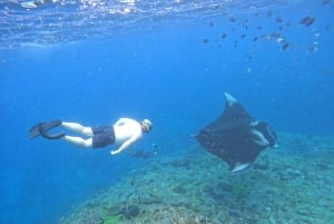 Från Bali: Simma med Manta Rays i Nusa Penida