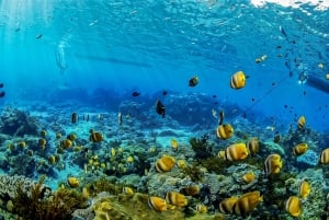 From Bali: Swim with Manta Rays in Nusa Penida