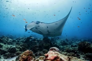 From Bali: Swim with Manta Rays in Nusa Penida