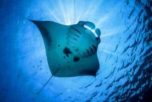 From Bali: Swim with Manta Rays in Nusa Penida