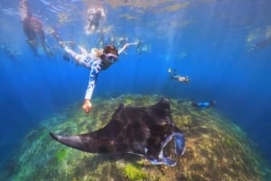 From Bali: Swim with Manta Rays in Nusa Penida