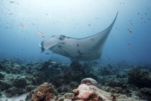 From Bali: Swim with Manta Rays in Nusa Penida