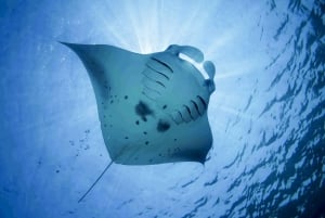 From Bali: Swim with Manta Rays in Nusa Penida