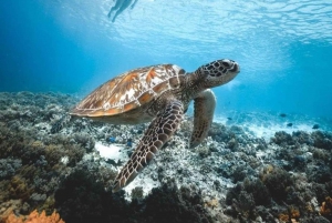 From Bali: West Nusa Penida & Snorkeling Full Day Tour