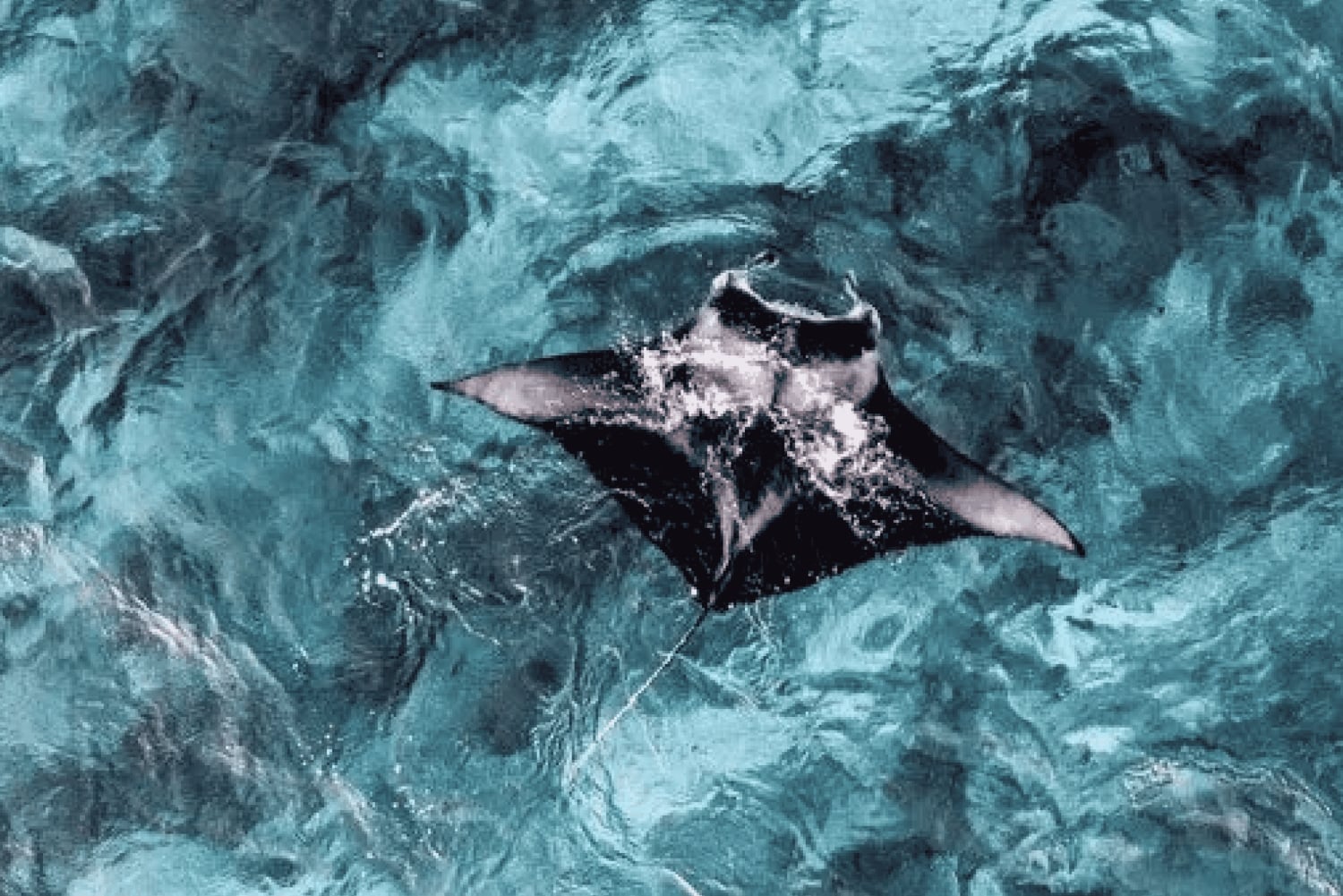 Fra Ceningan: Snorkling med mantarokker og landtur