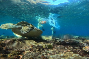 Fra Ceningan: Snorkling med mantarokker og landtur