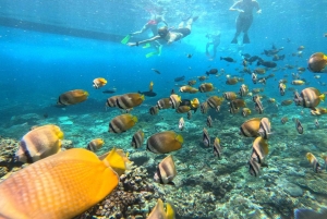 Fra Ceningan: Snorkling med mantarokker og landtur