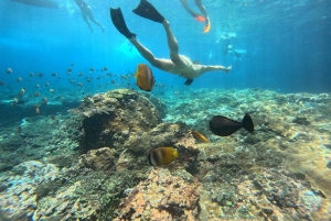 Fra Ceningan: Snorkling med mantarokker og landtur