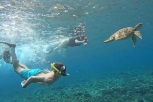 From Ceningan: Snorkeling with Turtle Experience