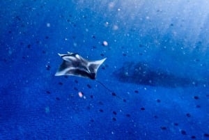 Fra Lembongan: Snorkling ved Manta Point og West Penida-tur