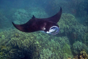 Fra Lembongan: Snorkling ved Manta Point og West Penida-tur