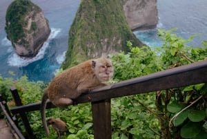 Fra Lembongan: Snorkling ved Manta Point og West Penida-tur