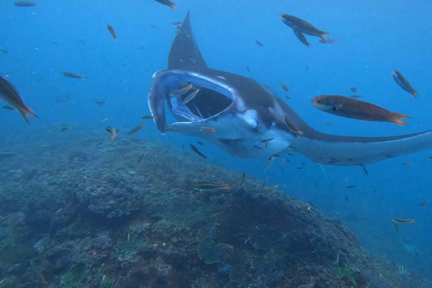 From Lembongan: Nusa Penida Private Snorkeling & West Tour