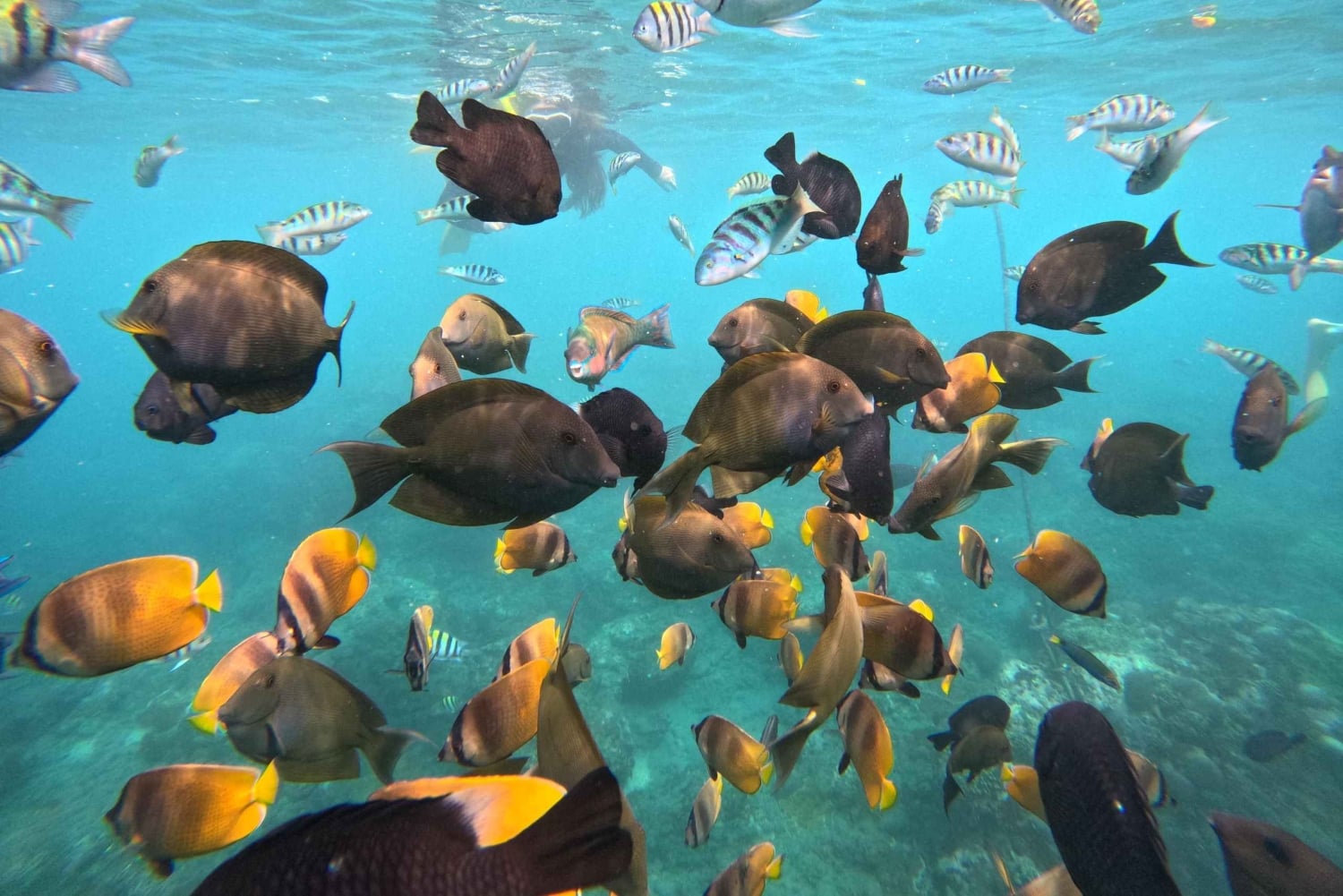 From Lembongan: Nusa Penida Private Snorkeling & West Tour