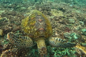 Au départ de Lembongan : Visite privée de Nusa Penida avec plongée en apnée et visite de l'ouest