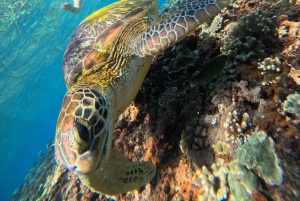 From Lembongan: Nusa Penida Private Snorkeling & West Tour