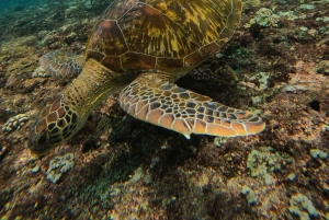 From Lembongan: Nusa Penida Private Snorkeling & West Tour