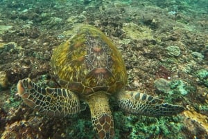 From Lembongan: Nusa Penida Private Snorkeling & West Tour
