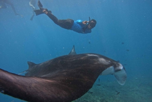 From Lembongan: Nusa Penida Snorkeling Day Trip