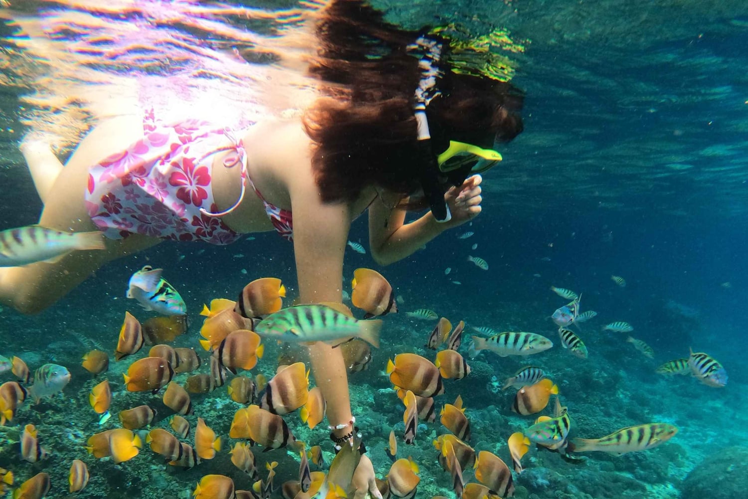 Fra Lembongan: Snorkling 3 steder, mangrove- og landtur
