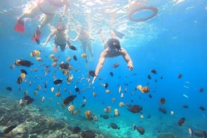 Från Lembongan: Snorkling 3 Spots, Mangrove och Land Tour