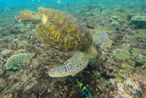 Från Lembongan: Snorkling 3 Spots, Mangrove och Land Tour