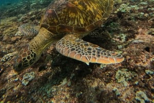Från Lembongan: Snorkling 3 Spots, Mangrove och Land Tour