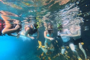 Från Lembongan: Snorkling 3 Spots, Mangrove och Land Tour