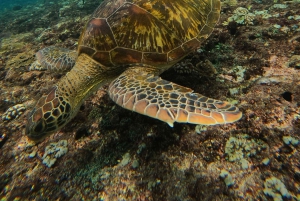 Fra Lembongan: Snorkling 3 steder, mangrove- og landtur