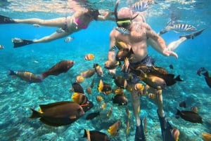 Fra Lembongan: Snorkling 3 steder, mangrove- og landtur