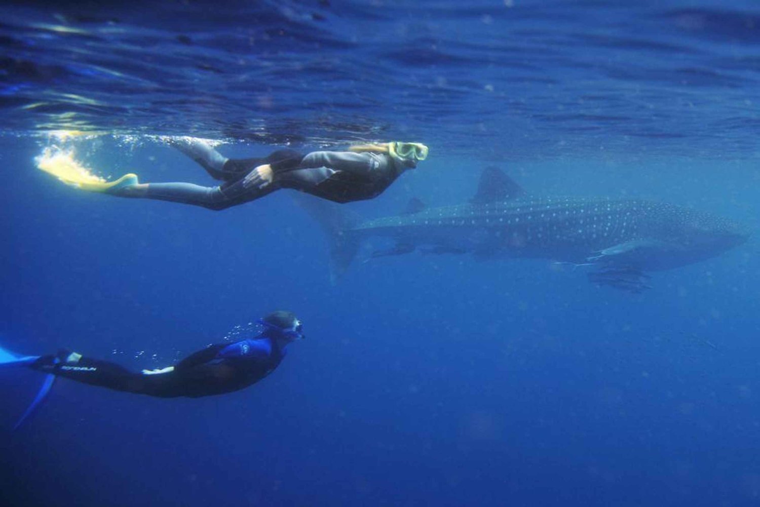 Desde Lombok: Tour de 2 días a Sumbawa y nado con tiburones ballena