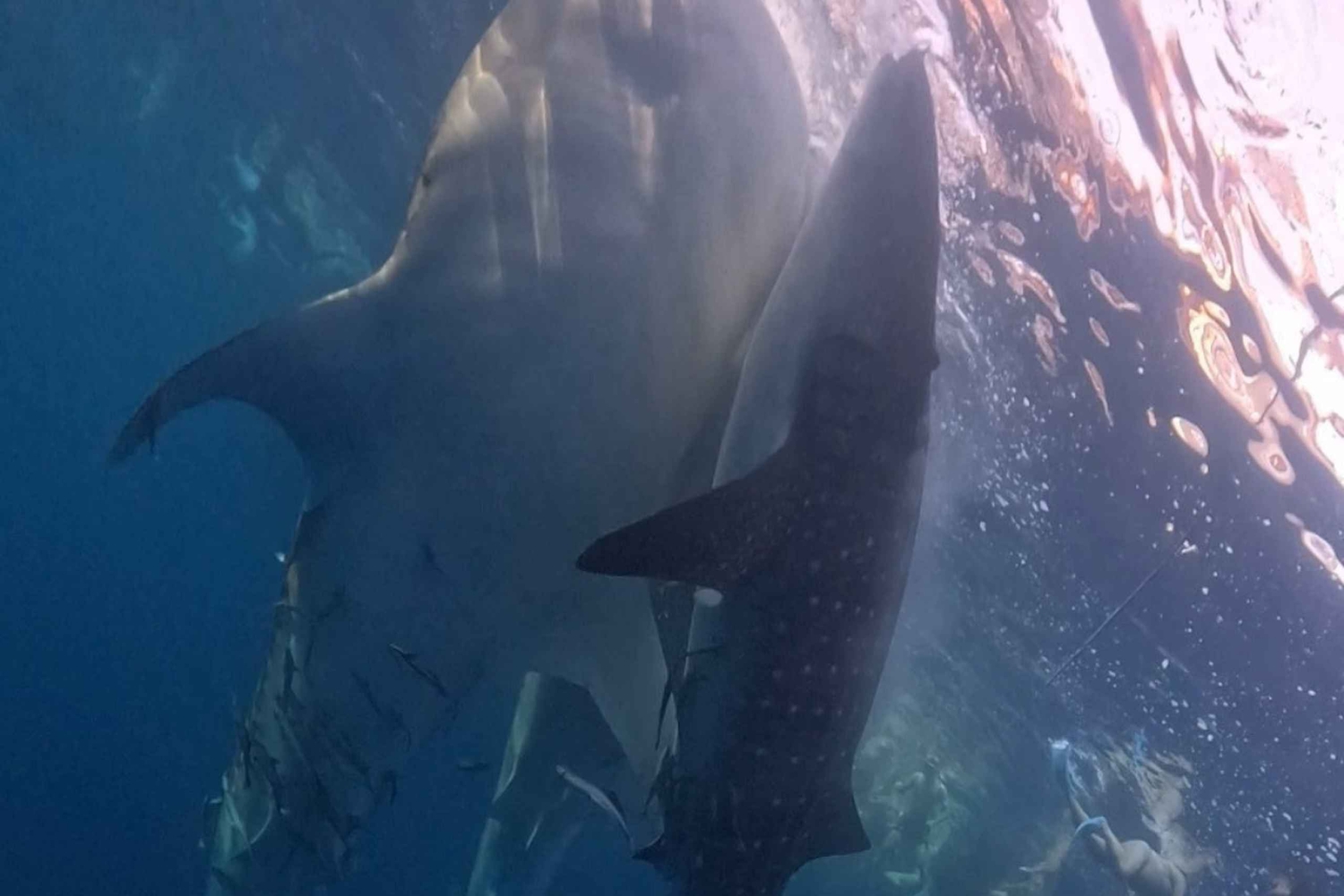 From Lombok: 2-Day Sumbawa Tour & Swim with Whale Sharks