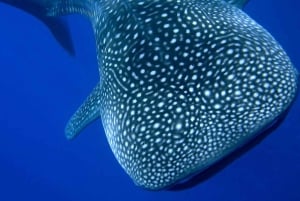 Lombokista: 2 päivän Sumbawa-retki ja uinti valashaiden kanssa