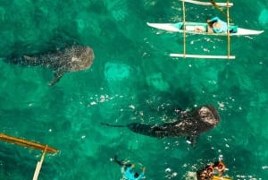 Lombokista: 2 päivän Sumbawa-retki ja uinti valashaiden kanssa