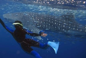 Lombokista: 2 päivän Sumbawa-retki ja uinti valashaiden kanssa