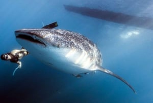 Lombokista: 2 päivän Sumbawa-retki ja uinti valashaiden kanssa