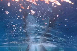 Da Lombok: tour di 2 giorni a Sumbawa e nuoto con gli squali balena